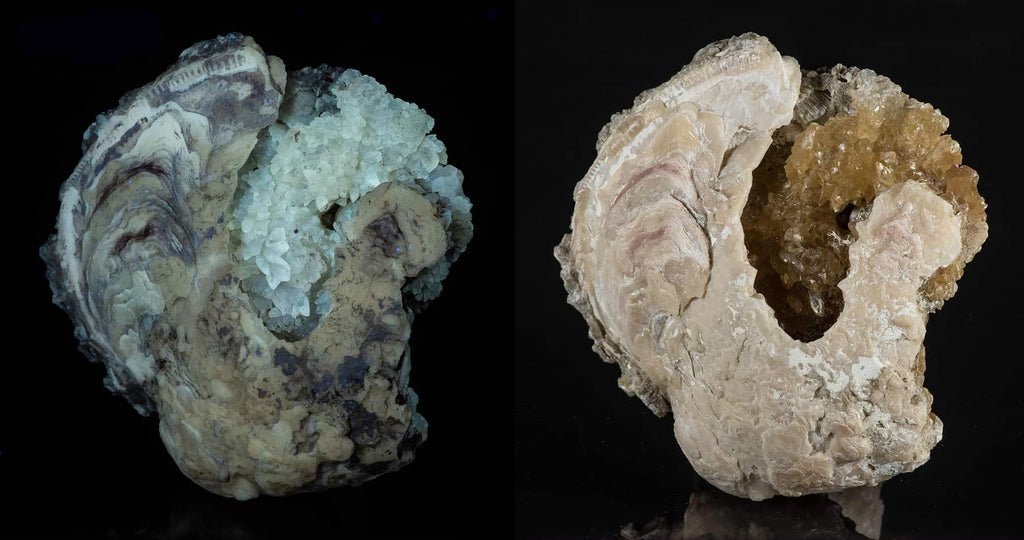 A clam fossil with honey calcite crystals under UV light