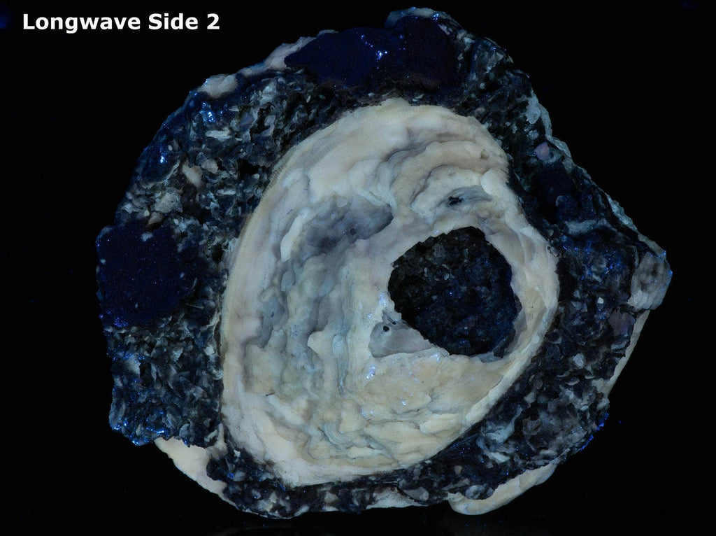 Calcite Clam Fossil from Rucks' Pit, Florida, USA