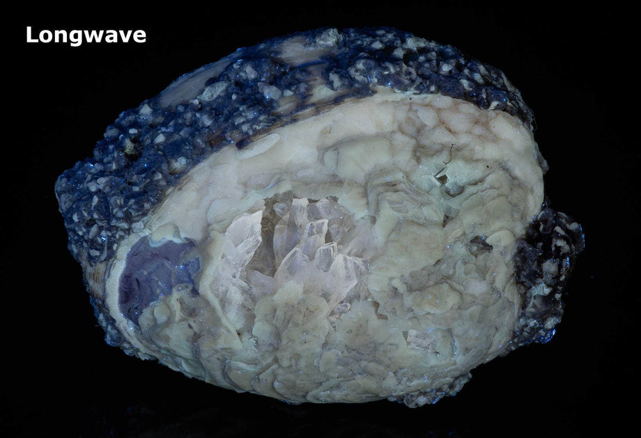 Calcite Clam Fossil from Rucks' Pit, Florida, USA – MinerShop