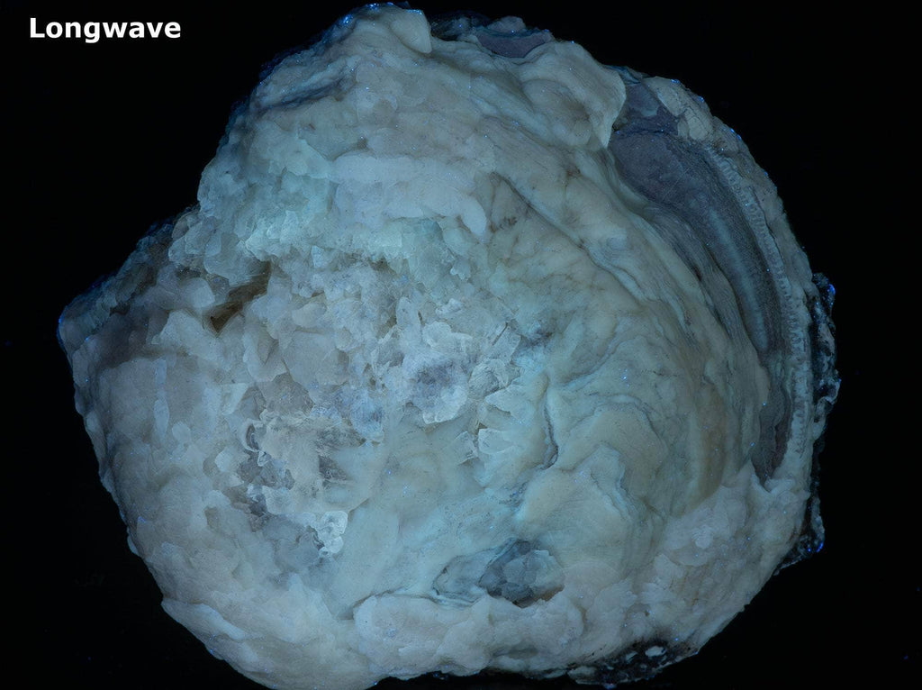 Calcite Clam Fossil from Rucks' Pit, Florida, USA
