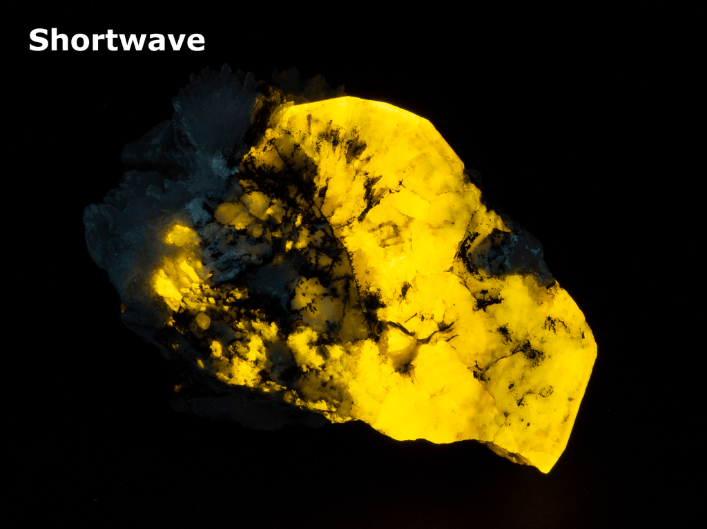 A nice sized piece of uv reactive apatite with a bright yellow fluorescent color under both shortwave UV and longwave UV