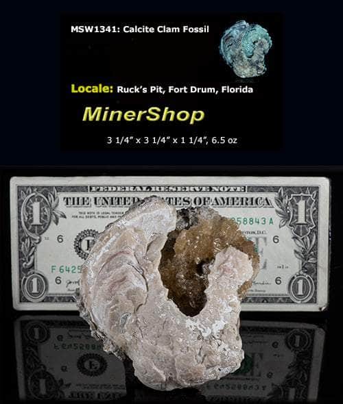 Calcite Clam Fossil from Rucks' Pit, Florida, USA