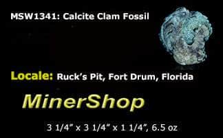 Calcite Clam Fossil from Rucks' Pit, Florida, USA