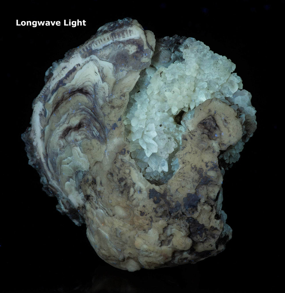 Calcite Clam Fossil from Rucks' Pit, Florida, USA