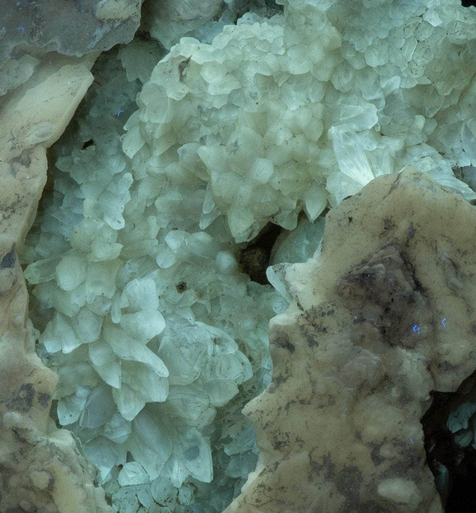 Calcite Clam Fossil from Rucks' Pit, Florida, USA