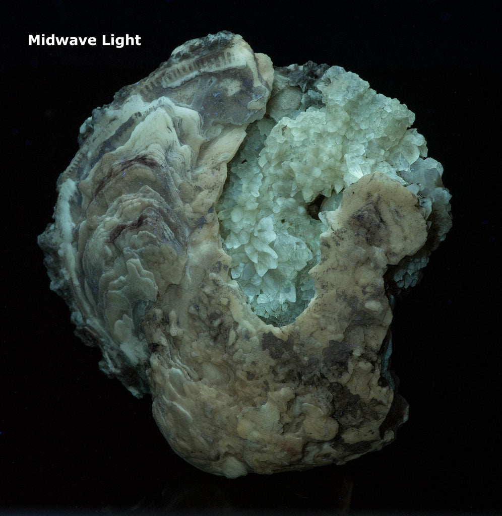 Calcite Clam Fossil from Rucks' Pit, Florida, USA