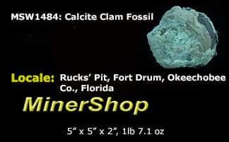 Calcite Clam Fossil from Rucks' Pit, Florida, USA