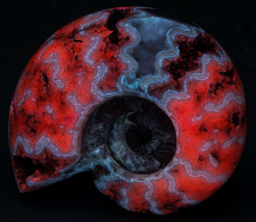 An ammonite fossil under UV light