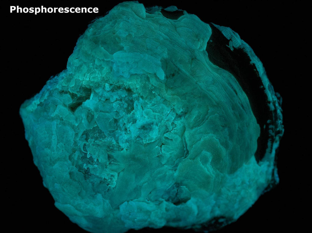Calcite Clam Fossil from Rucks' Pit, Florida, USA