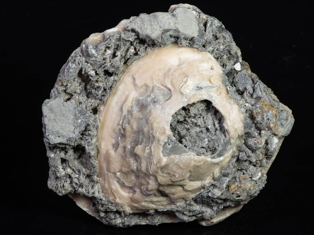Calcite Clam Fossil from Rucks' Pit, Florida, USA