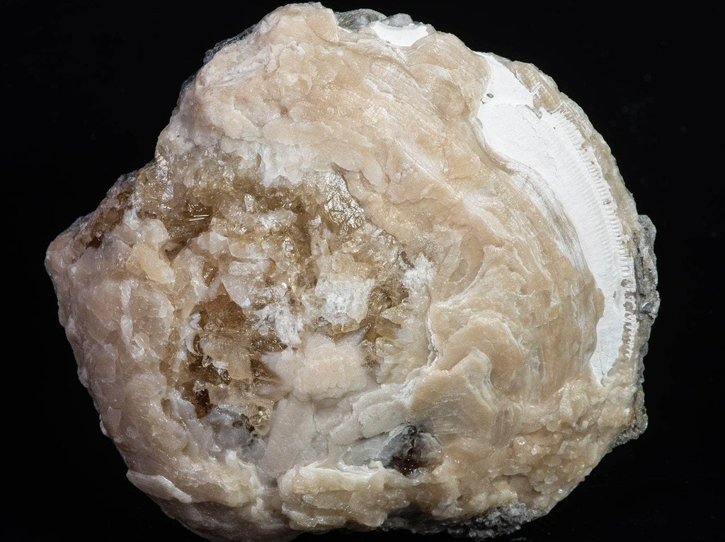 Calcite Clam Fossil from Rucks' Pit, Florida, USA