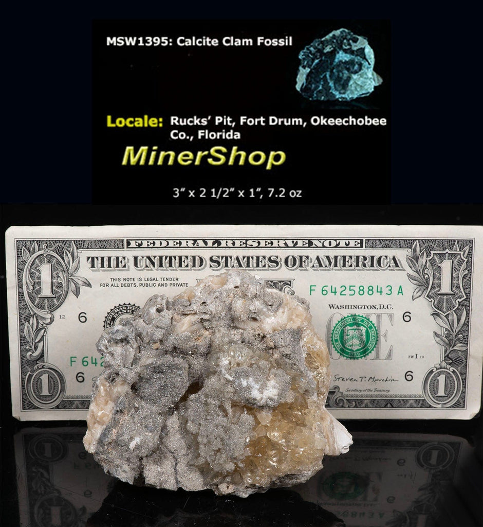 Calcite Clam Fossil from Fort Drum, FL
