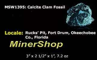 Calcite Clam Fossil from Fort Drum, FL