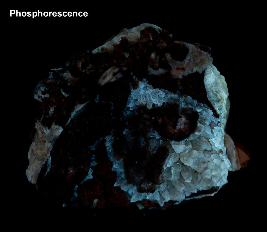 Calcite Clam Fossil from Fort Drum, FL