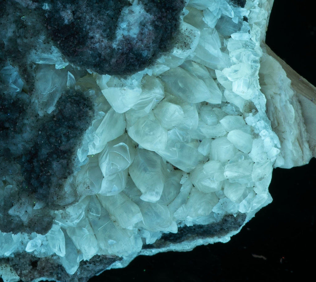 Calcite Clam Fossil from Fort Drum, FL