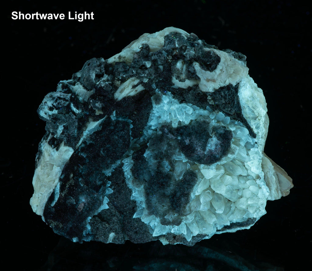 Calcite Clam Fossil from Fort Drum, FL