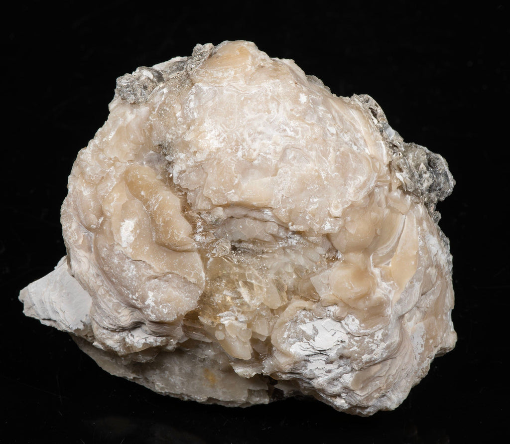 Calcite Clam Fossil from Fort Drum, FL
