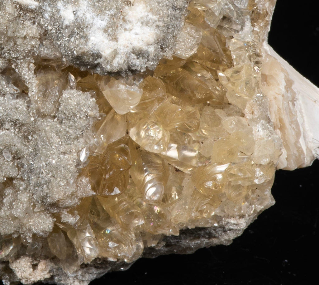 Calcite Clam Fossil from Fort Drum, FL